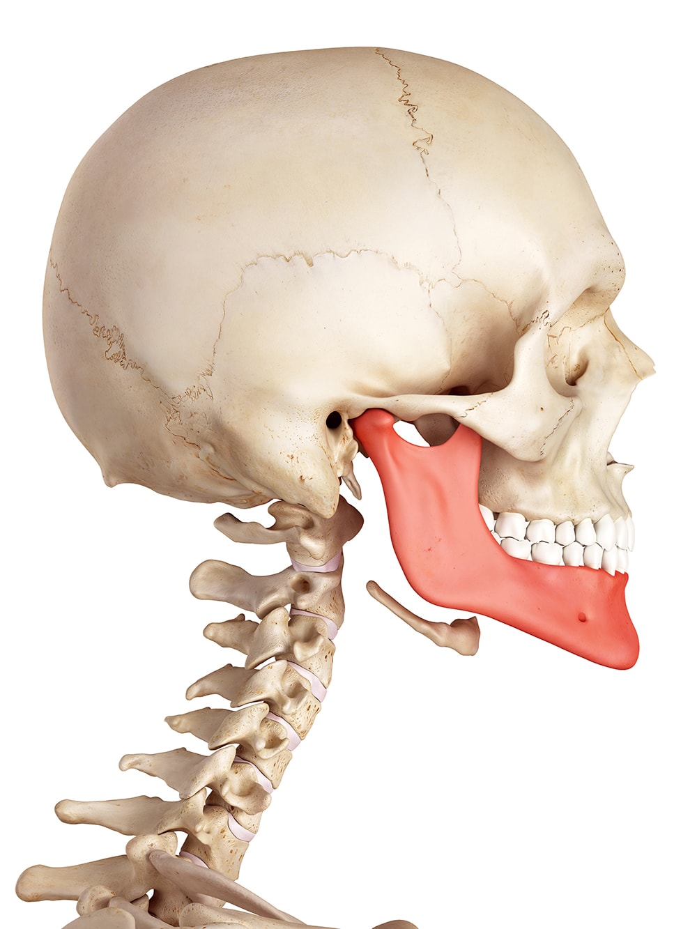 Bone Mouth 6
